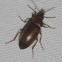 Comb-clawed Beetle