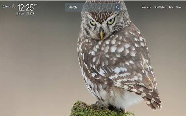 Owl Wallpapers NewTab Theme