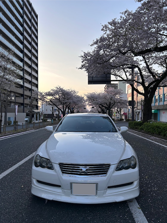 マークXのサクラと愛車・4月もよろしくお願い致します🌸に関するカスタム事例の投稿画像3枚目
