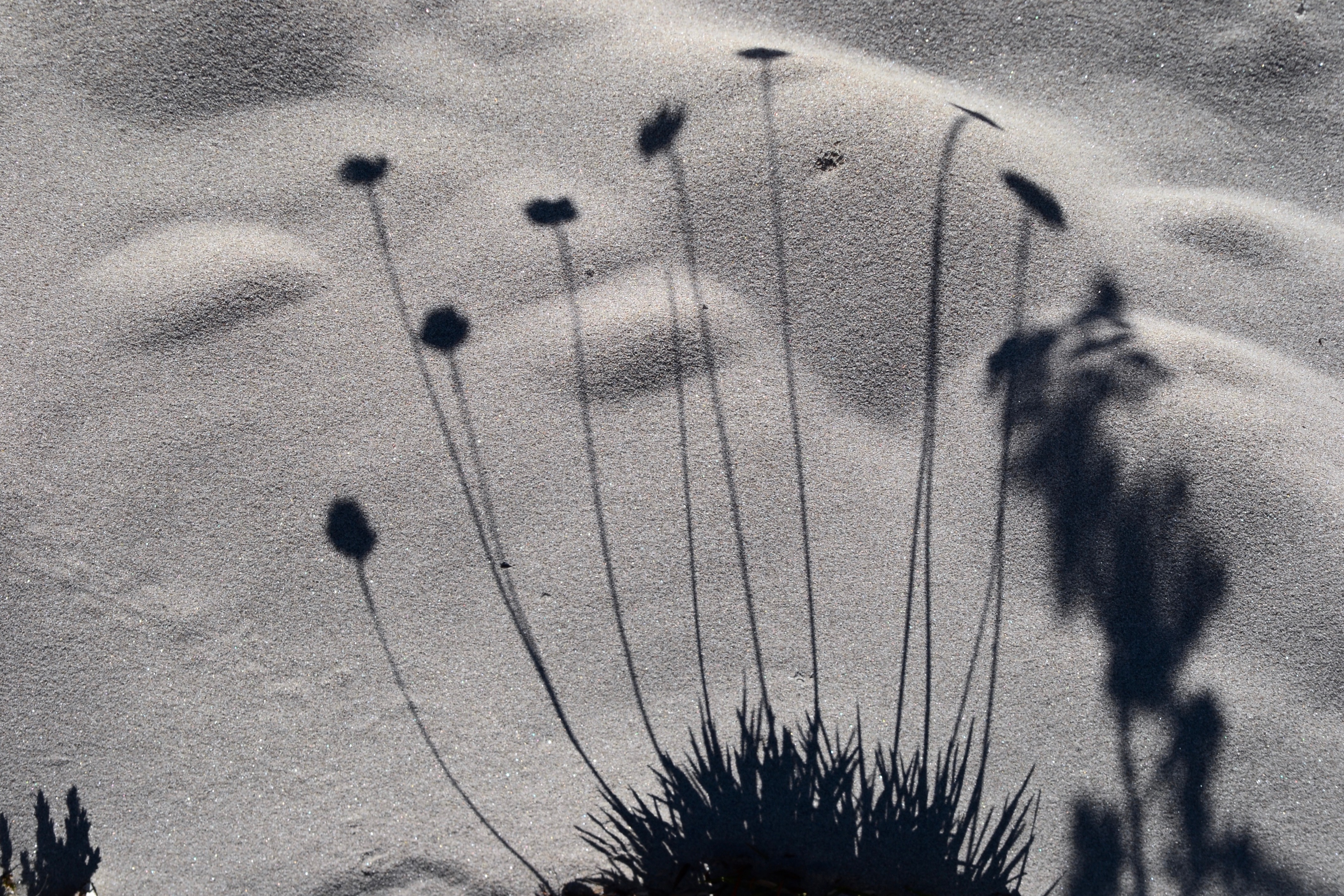 Nei passaggi di luce fiorisce l'ombra. di giuseppedangelo