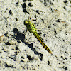 Western pondhawk