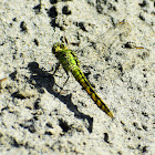 Western pondhawk