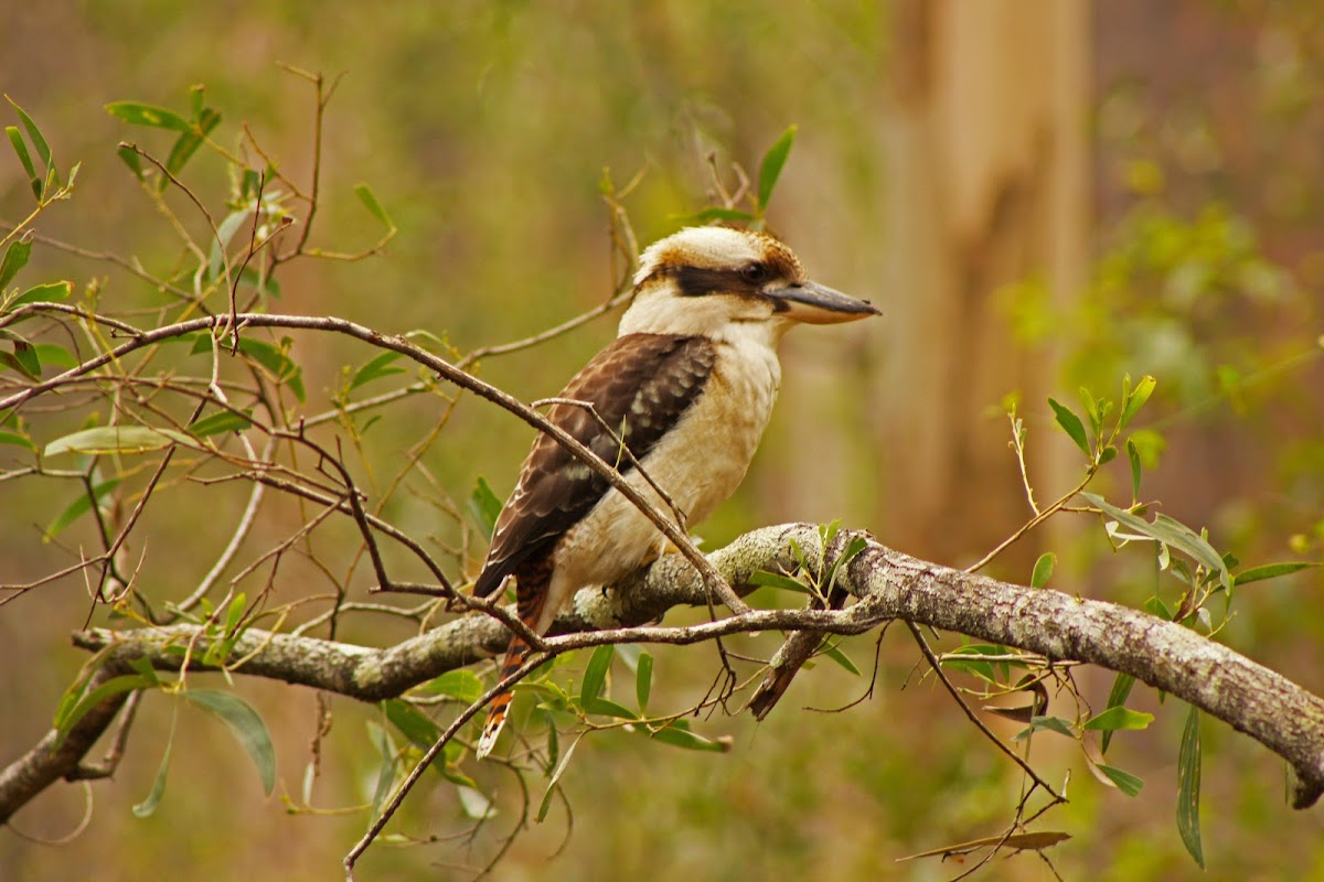 Laughing Kookaburra