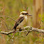 Laughing Kookaburra