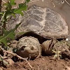 Common Snapping Turtle