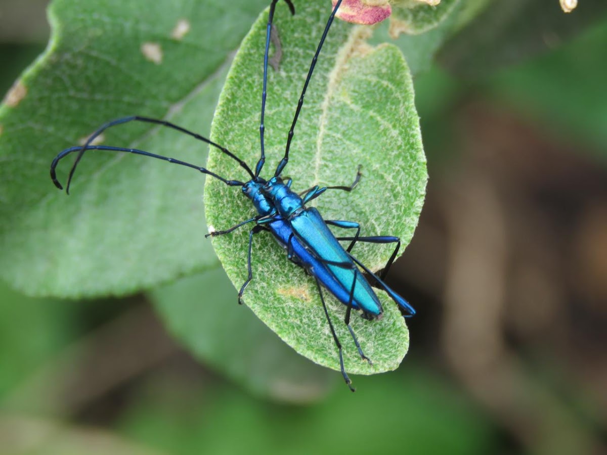 common metallic longhorn