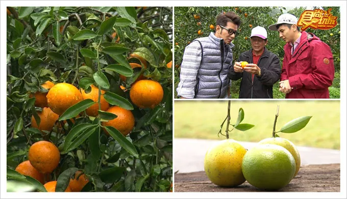 食尚玩家鹿寮坑柑橘生態果園