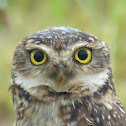 Burrowing owl