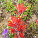 Scarlet Paintbrush