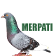 Download Merawat Burung Merpati Jinak For PC Windows and Mac 1.0