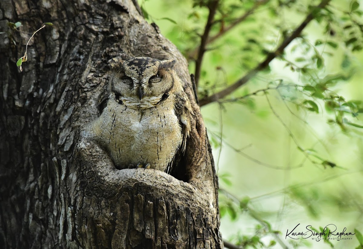 Indian Scops Owl