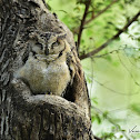 Indian Scops Owl