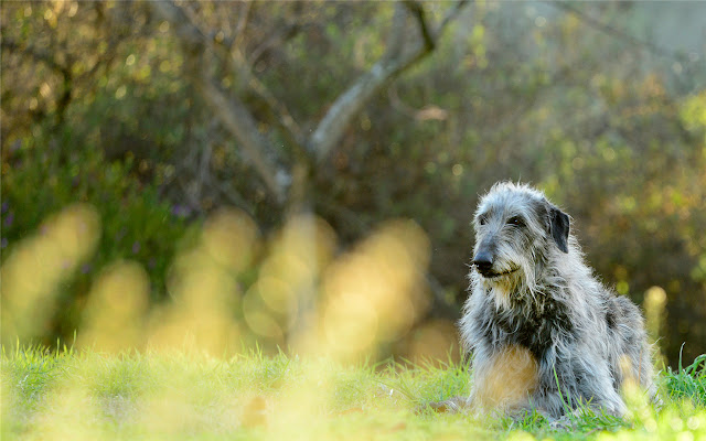 Scottish Deerhound Themes & New Tab