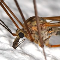 Ogni scarrafone é bello a mamma sua ! di 