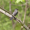 Gray Catbird