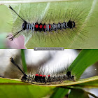 Red marked tussock moth caterpillar