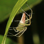 Lynx Spider