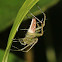 Lynx Spider