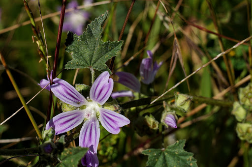 Lavatera cretica