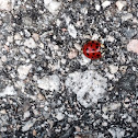 Lady bug