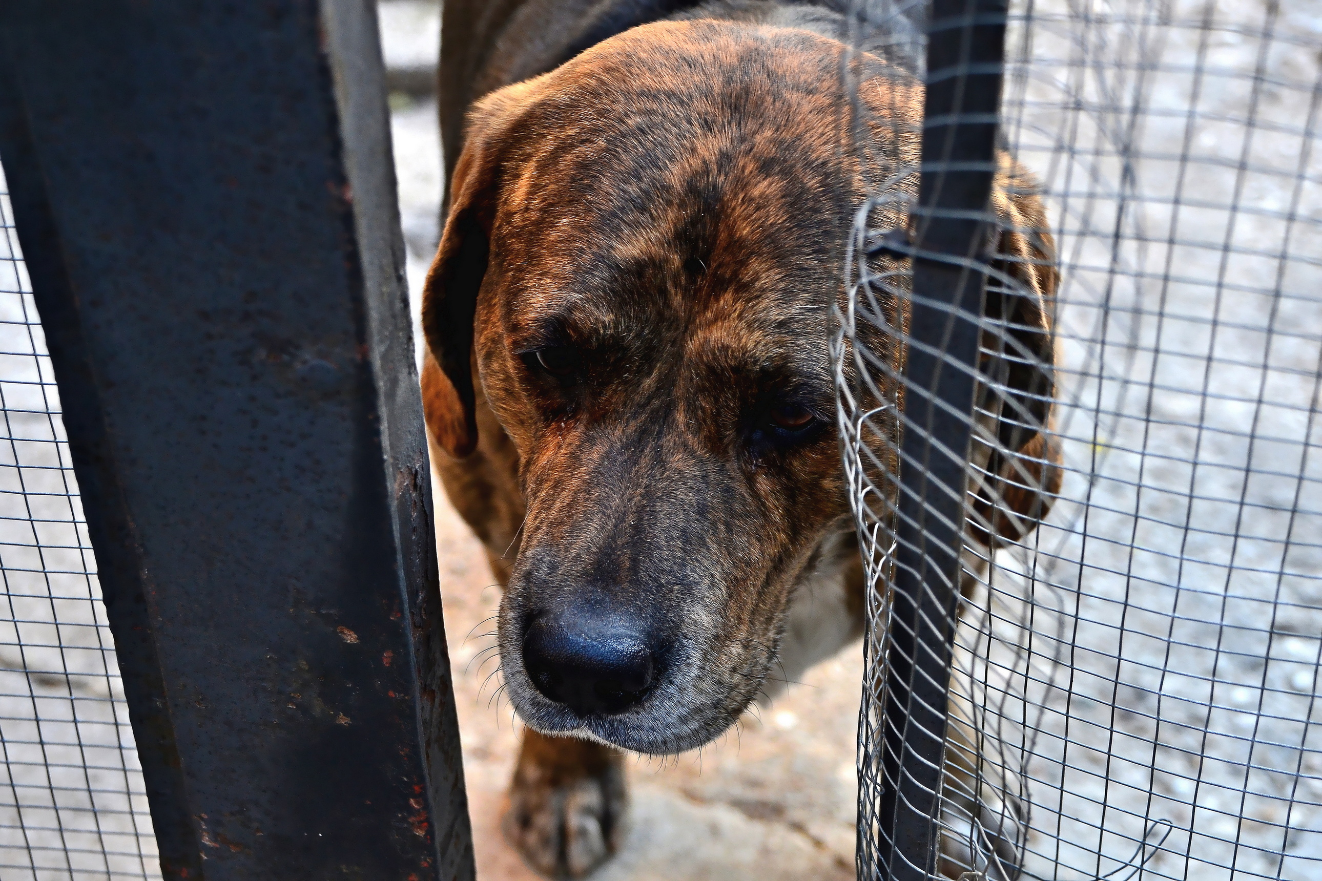 Il confine per la libertà  di vb63