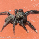 Jumping Spider