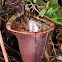 Shrew-eating pitcher plant or Attenborough's pitcher plant