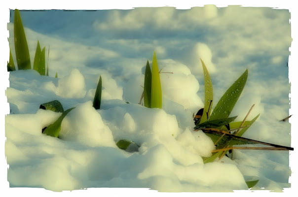 under the snow di Bazar57