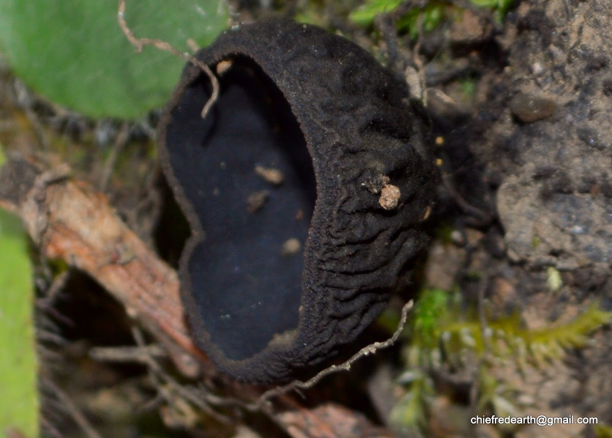 cup fungi