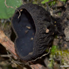 cup fungi