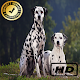 Download Cute Dalmatian Picture For PC Windows and Mac 1.0