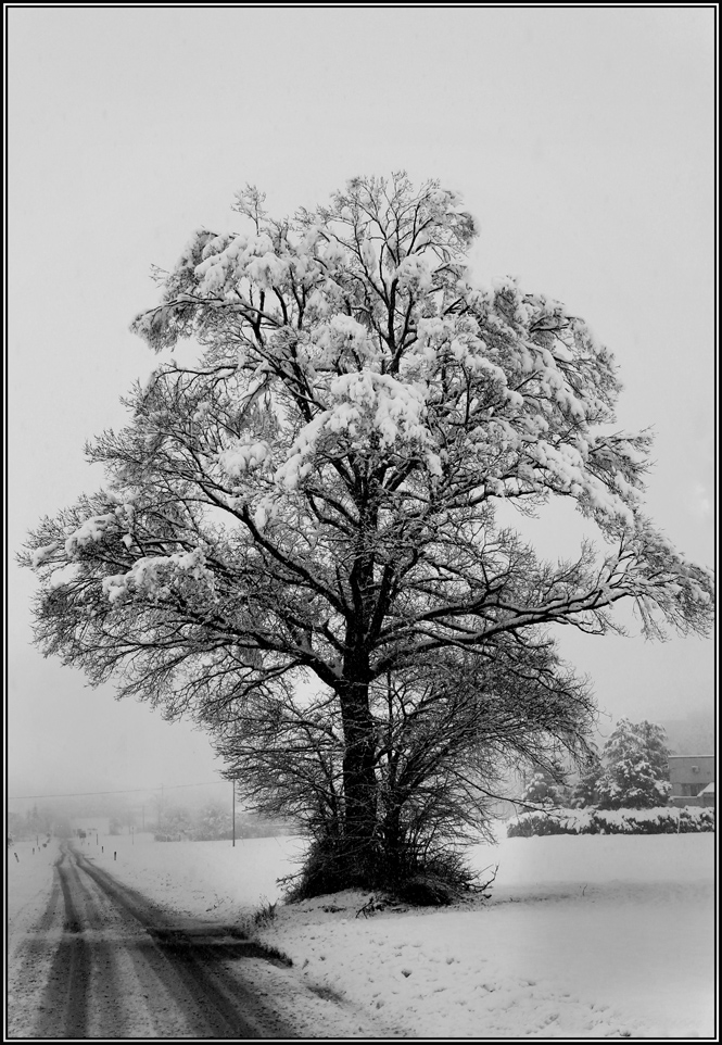 White Tree di massimo.p