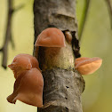 Jelly Ear