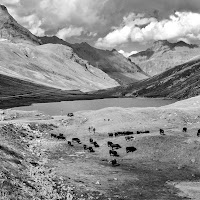 Pascoli di montagna di 