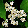 Common Yarrow