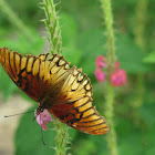 Mexican Silverspot