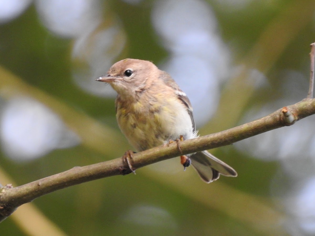 Pine Warbler, female