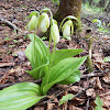 Moccasin Flower (Pink Lady's slipper)