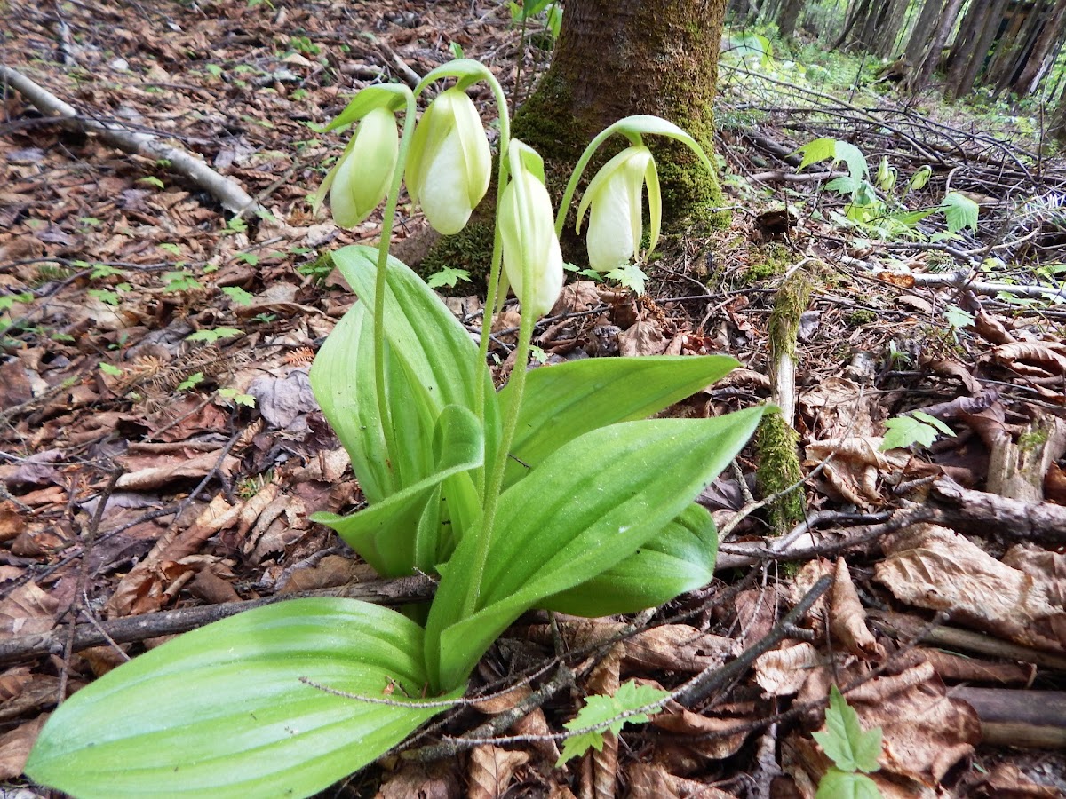 Moccasin Flower (Pink Lady's slipper)