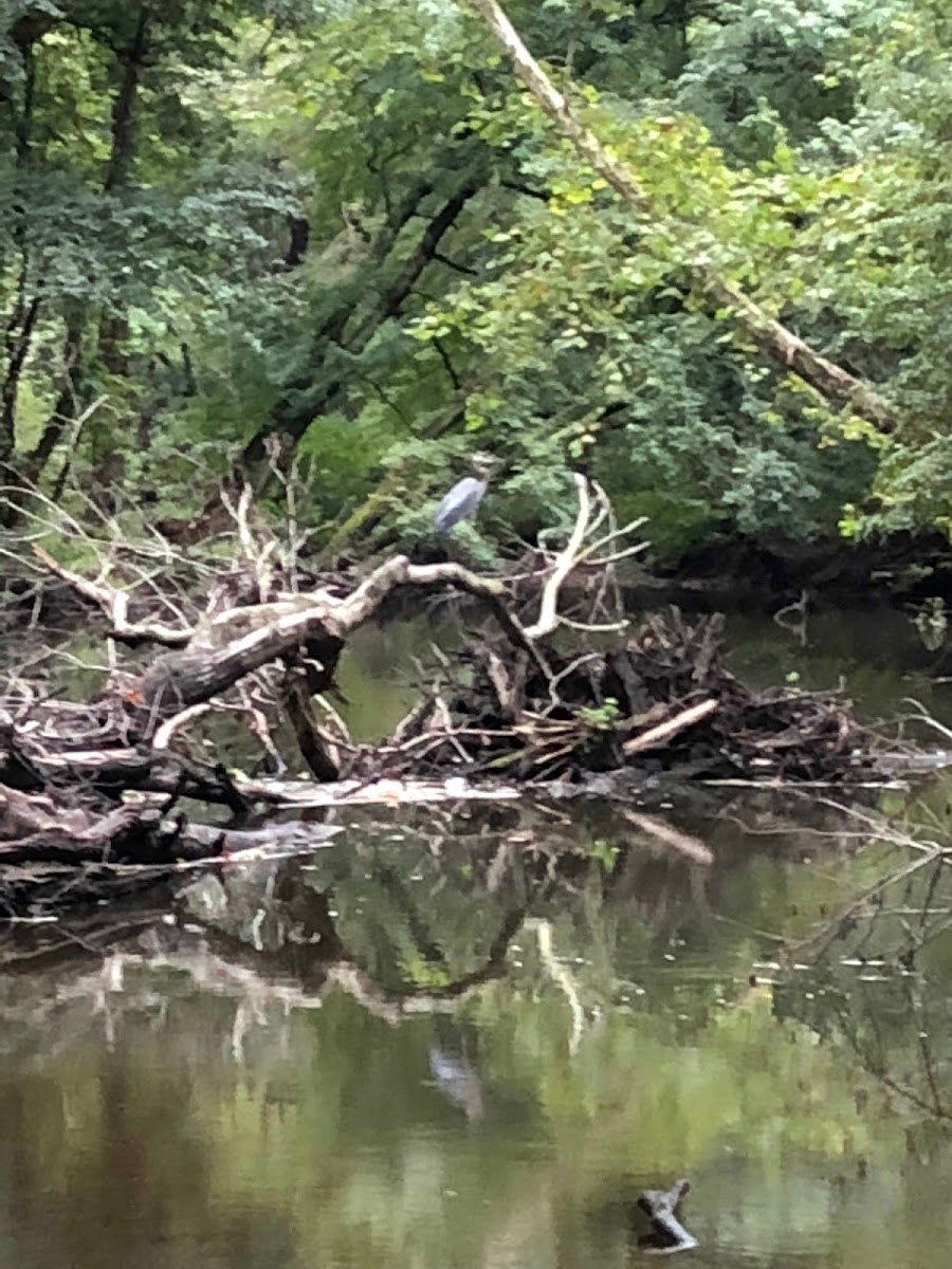 Heron