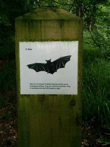 Bats 