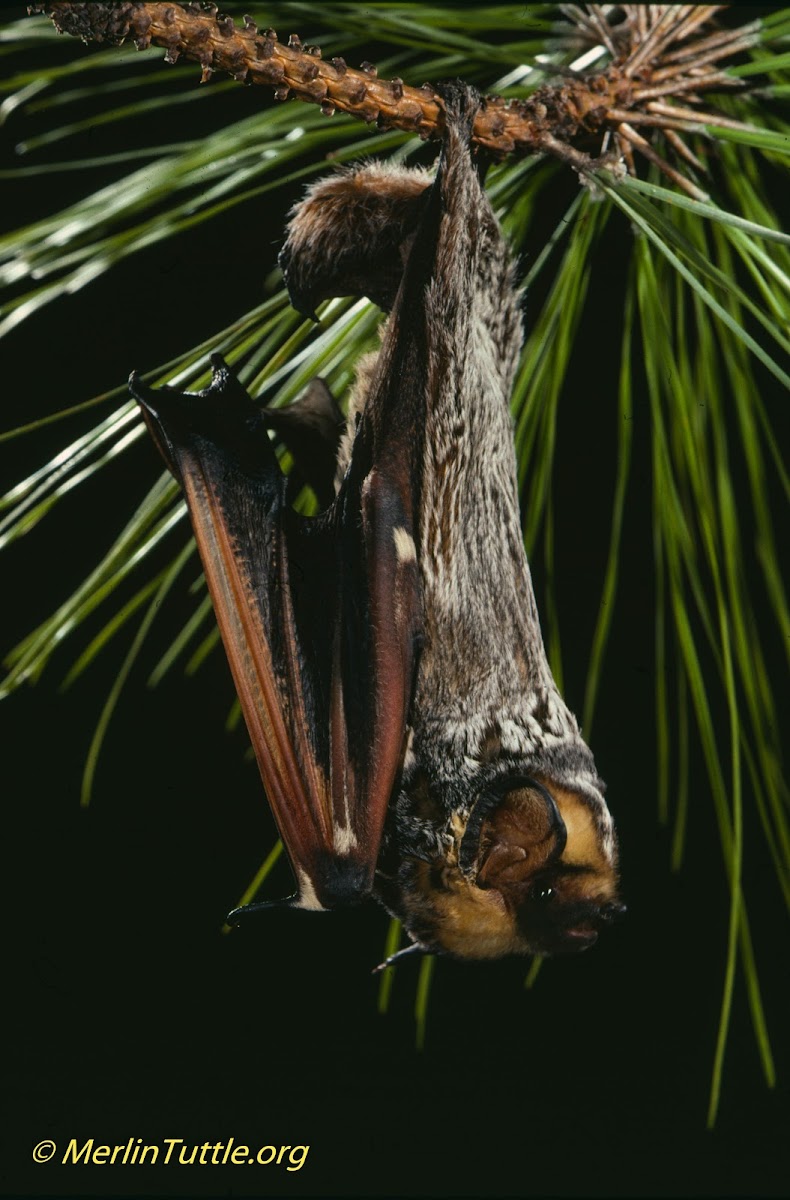 Hoary bat