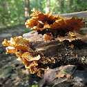 Turkey Tail