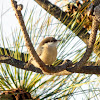 Pygmy Nuthatch