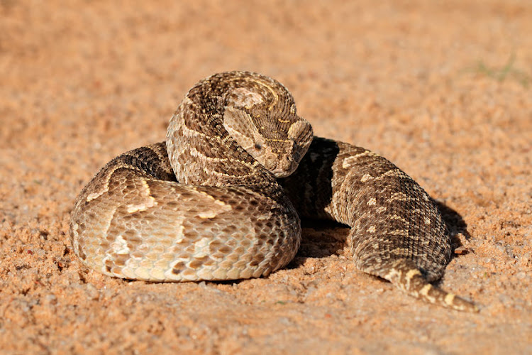 A matric pupil died after being bitten by a snake on Monday night at a school camp in Mpumalanga. Stock photo.
