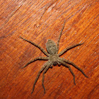 Giant Huntsman Spider