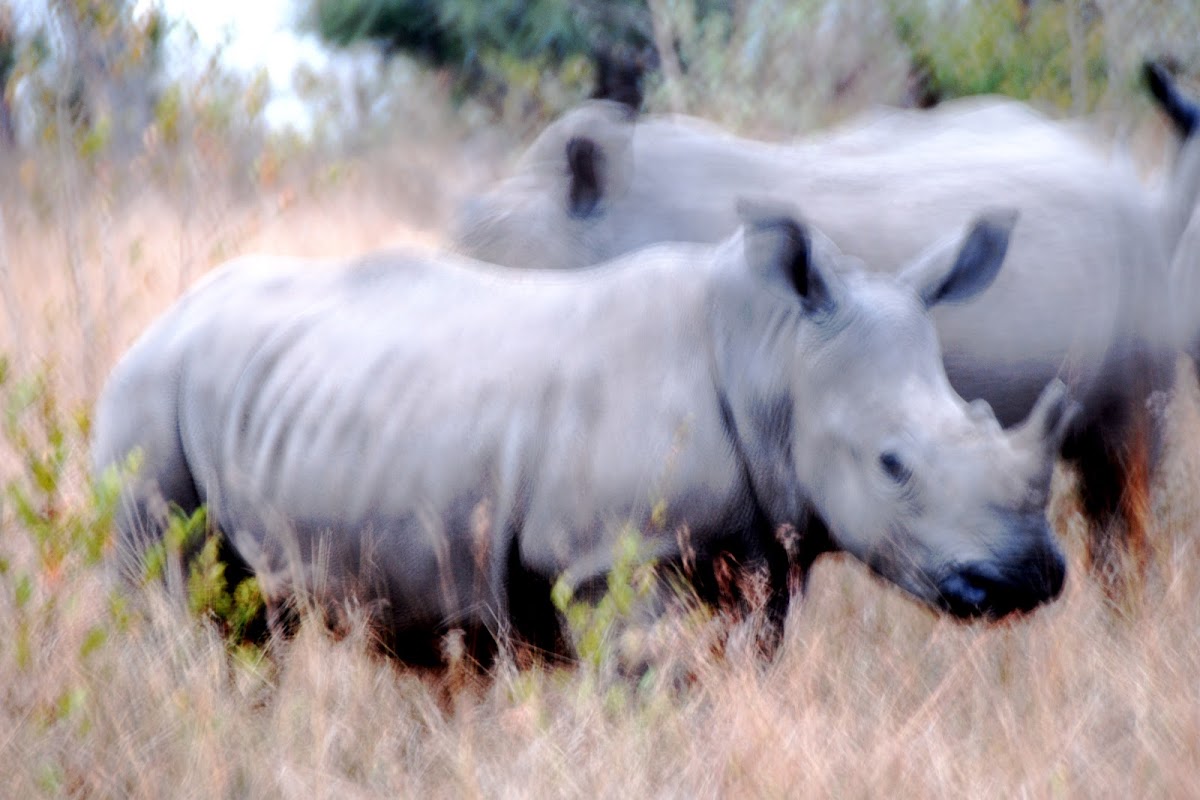 White Rhinoceros