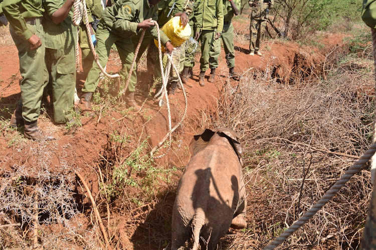 Kenya Wildlife Service translocated elephants to tsavo national park on Monday, January 16, 2023.