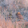 Burrowing Owl