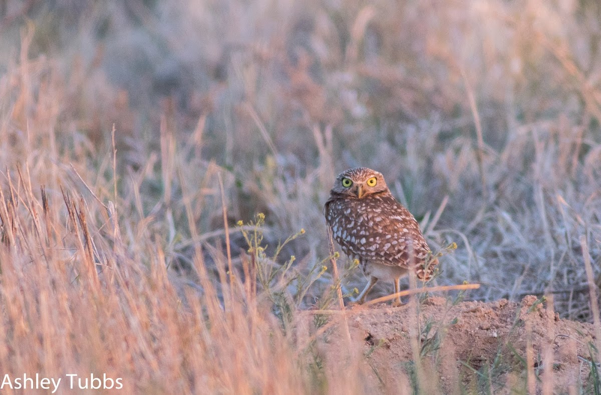 Burrowing Owl